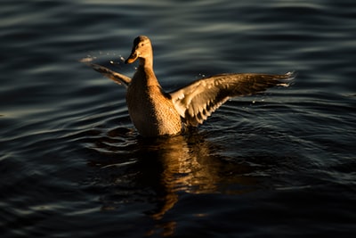 白天，黑鸭在水面上拍打翅膀